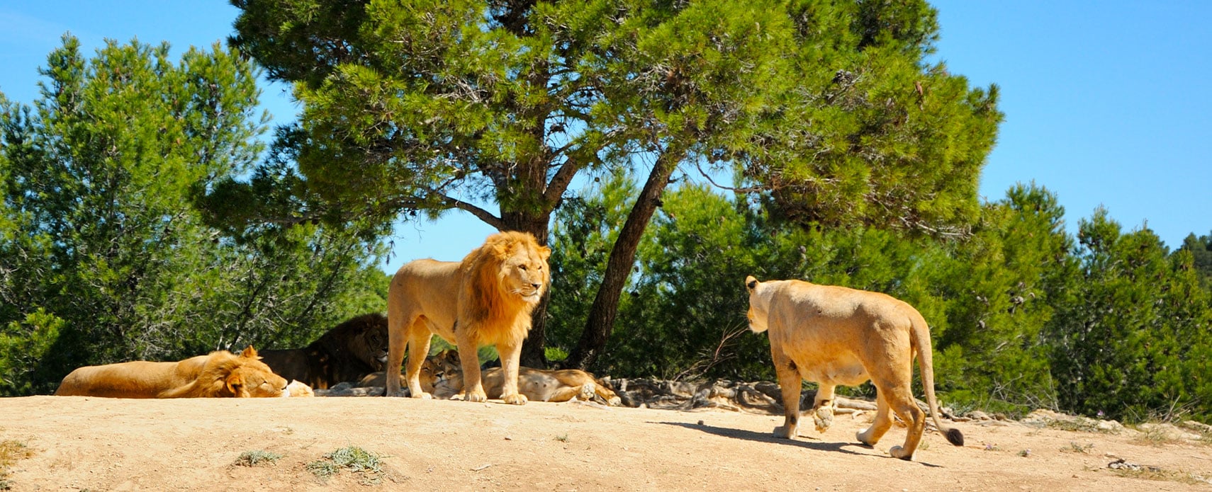fauves-zoo-en-vendee
