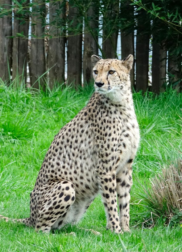 guepard-planete-sauvage-vendee