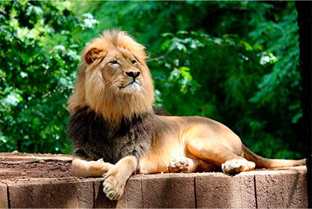 img-1 lion-planete-sauvage-vendee