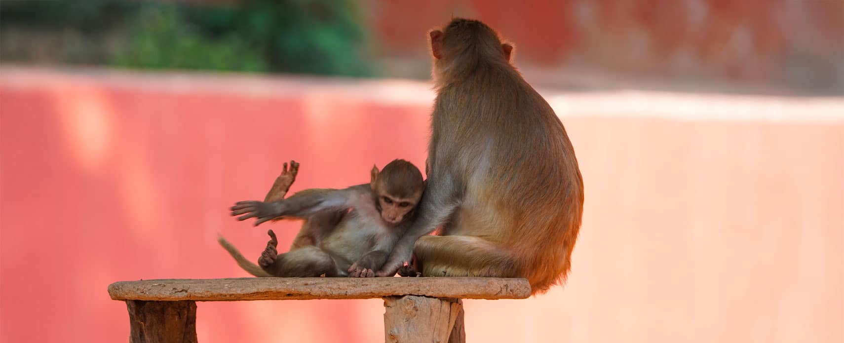 macaques-rhesus