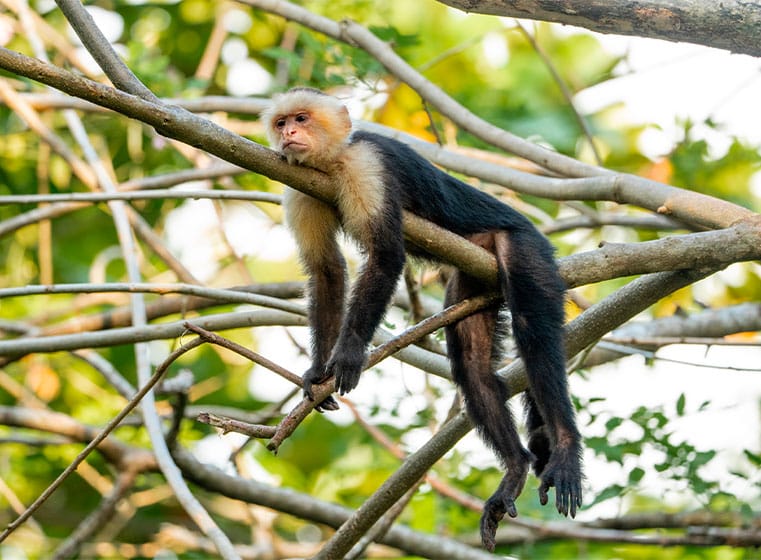 zoo-vendee