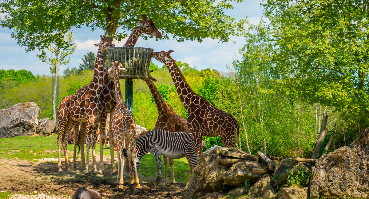 planete-sauvage-vendee-en-famille