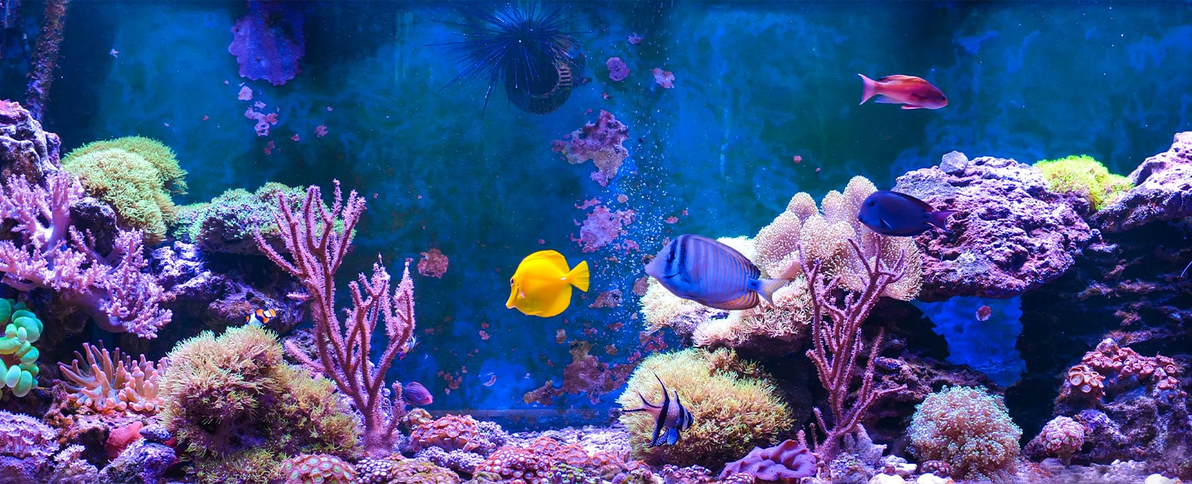 visiter-aquarium-de-talmont-saint-hilaire