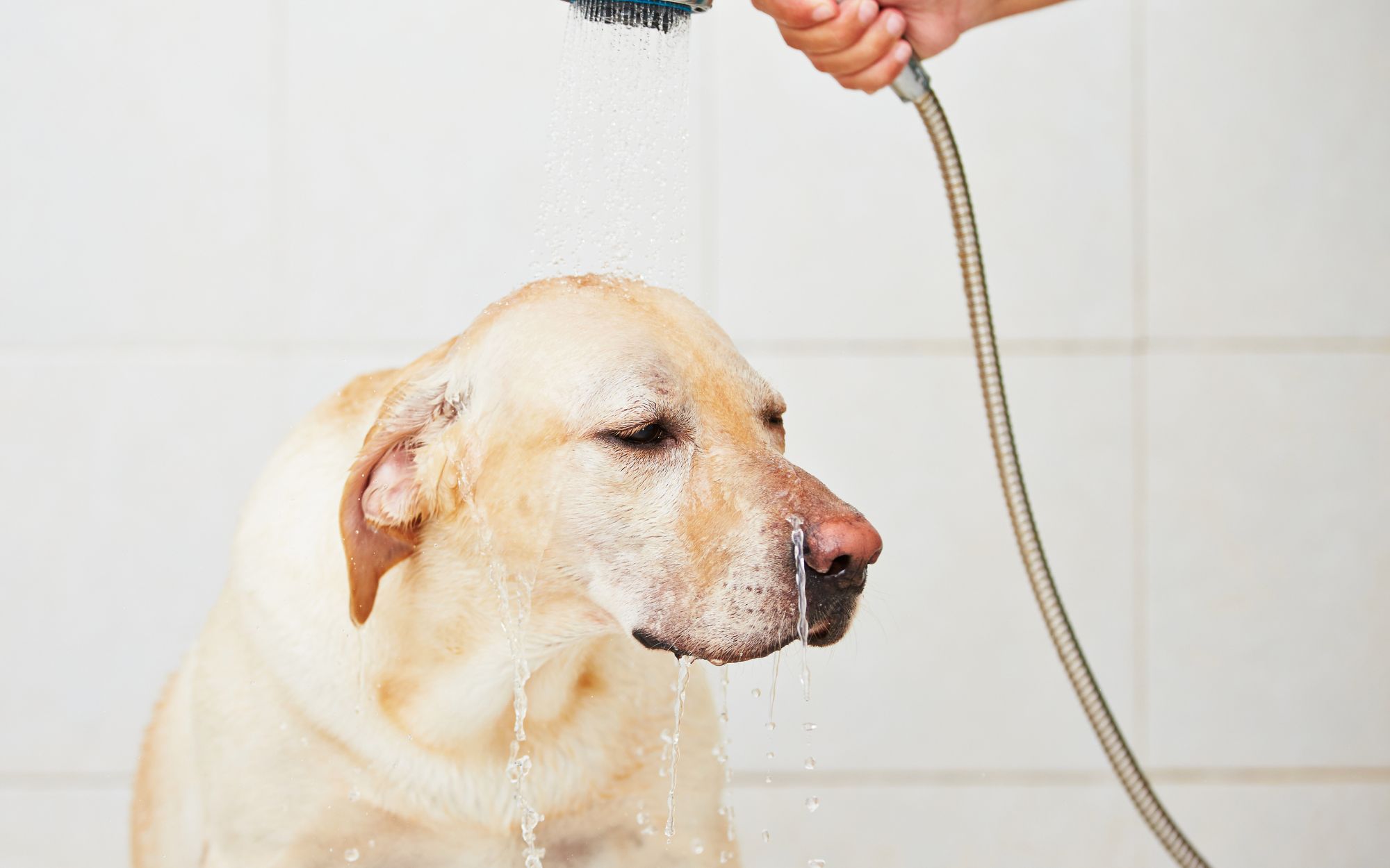 dog shower