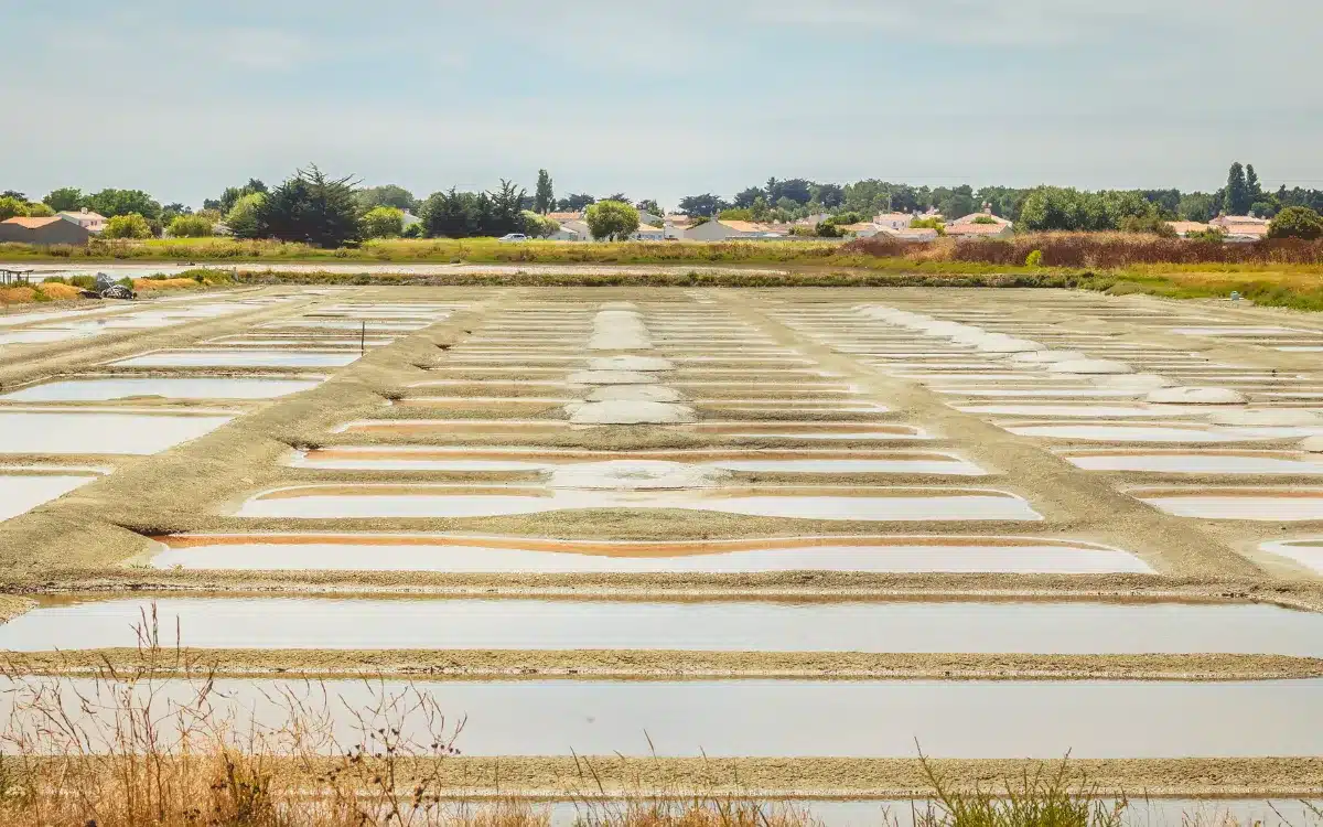 salt marshes noirmoutier